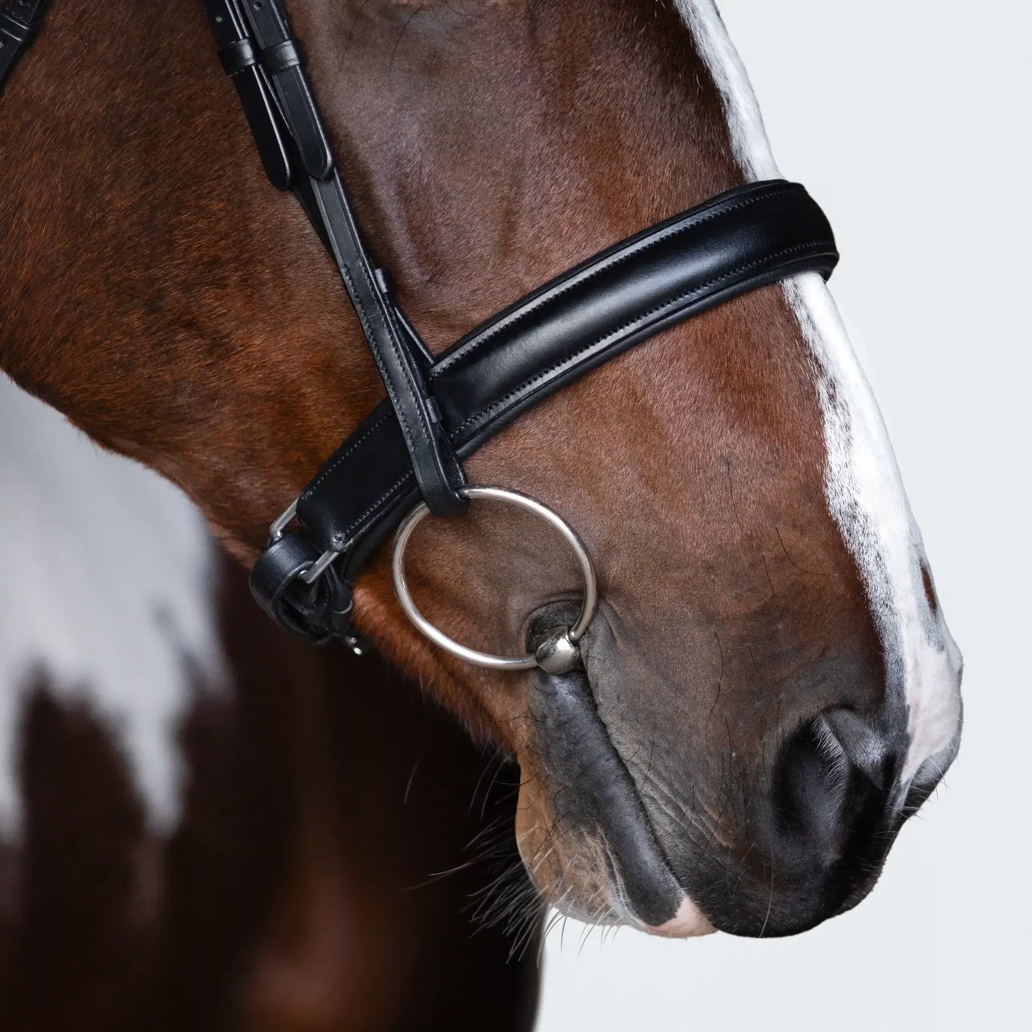 Close-up of a horse's face wearing a Stella Cavesson Bridle, showcasing its classic design and quality craftsmanship.