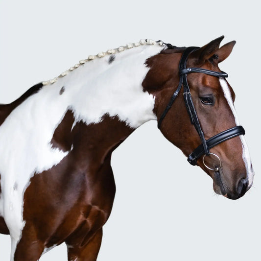 Stella Cavesson Bridle on a brown and white horse with a curved browband and crystal detailing.