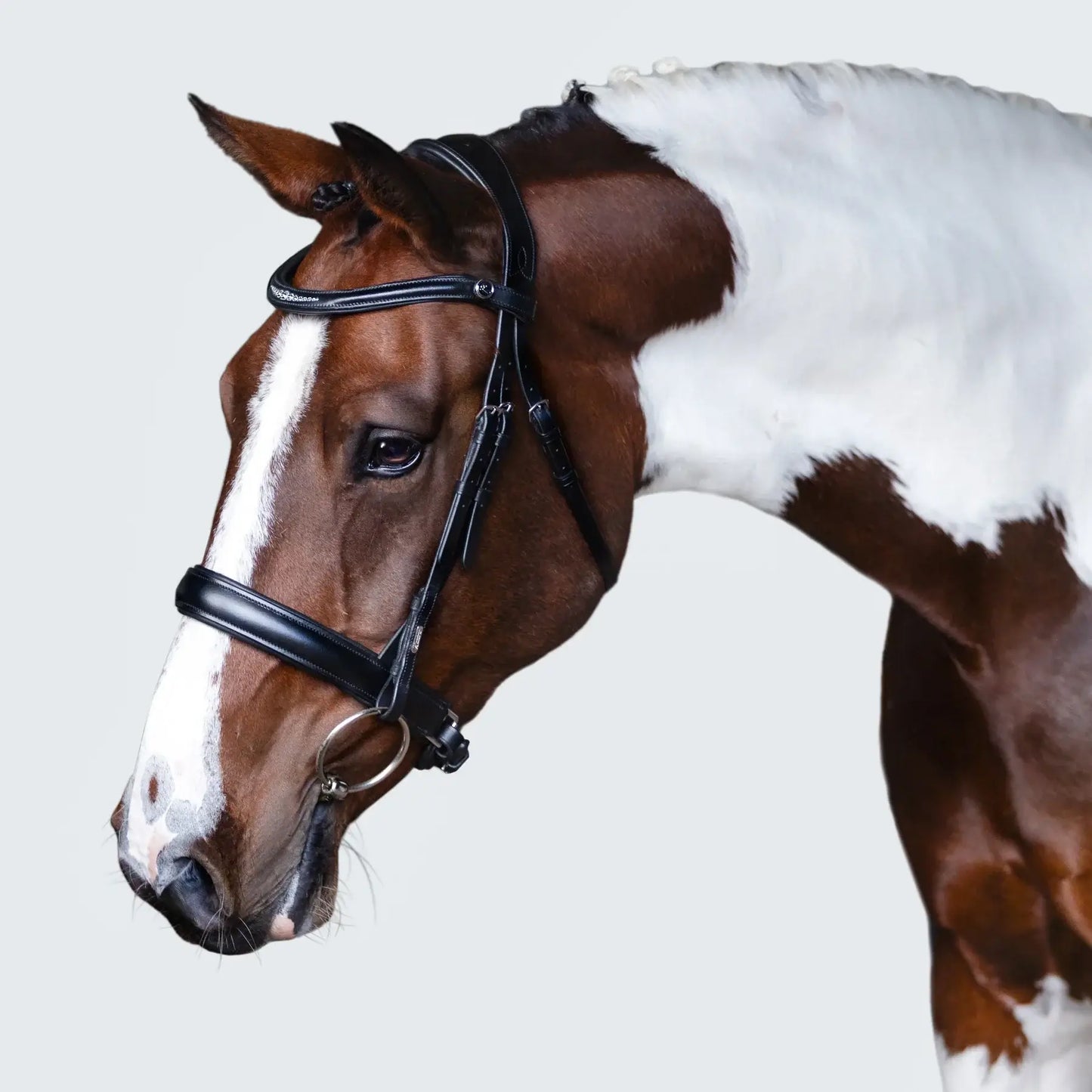 Stella Cavesson Bridle on a brown and white horse, showcasing its classic design and subtle crystal detailing.