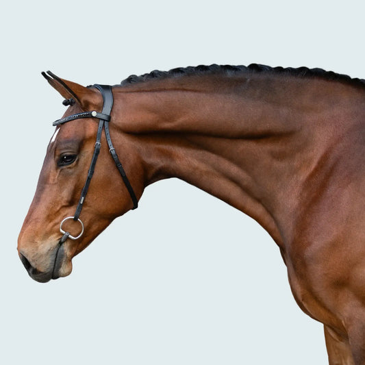 Profile of a horse wearing a Sienna nosebandless bridle with elegant design and plush gel padding.