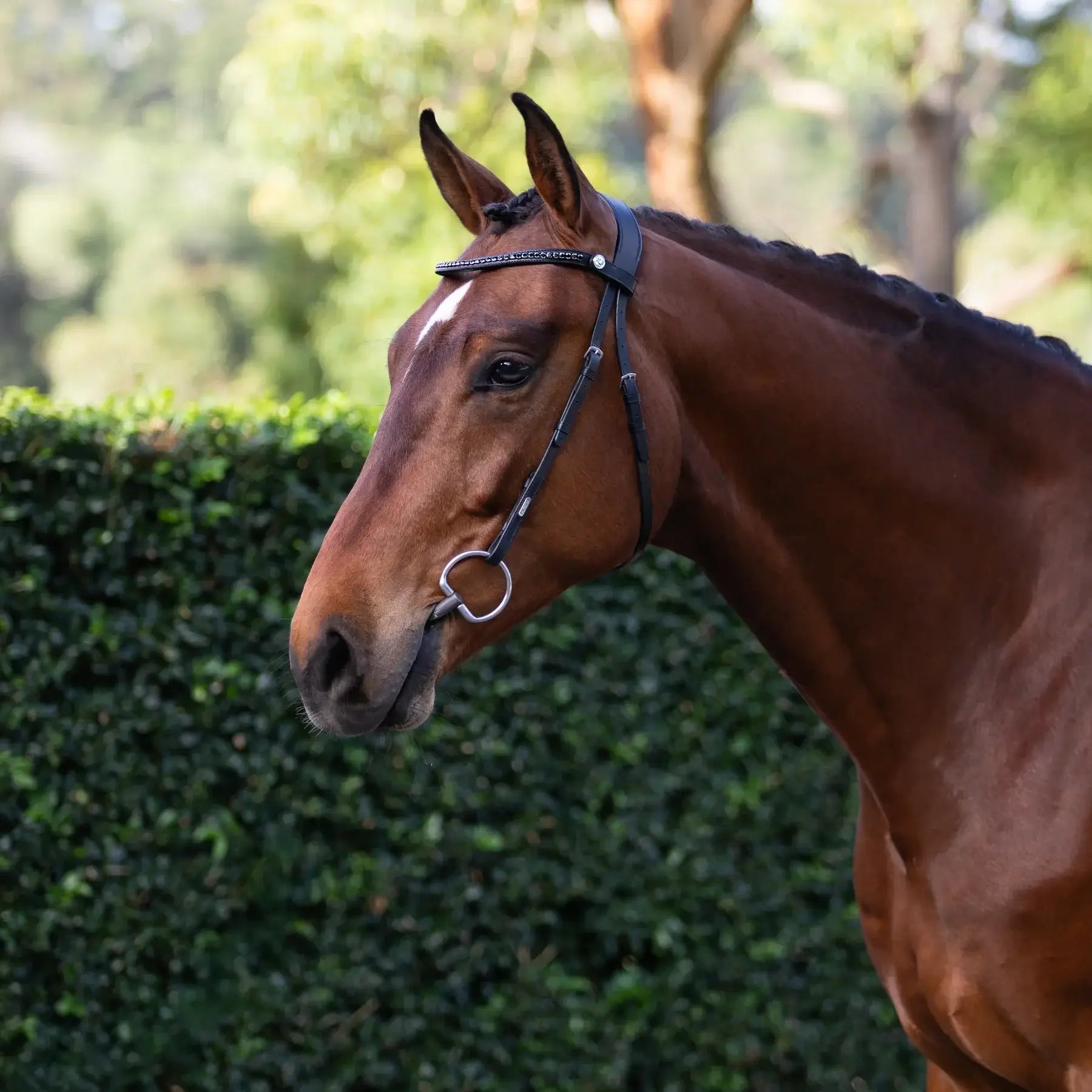 Elegant horse wearing the Sienna nosebandless bridle with a crystal browband, showcasing style and comfort.
