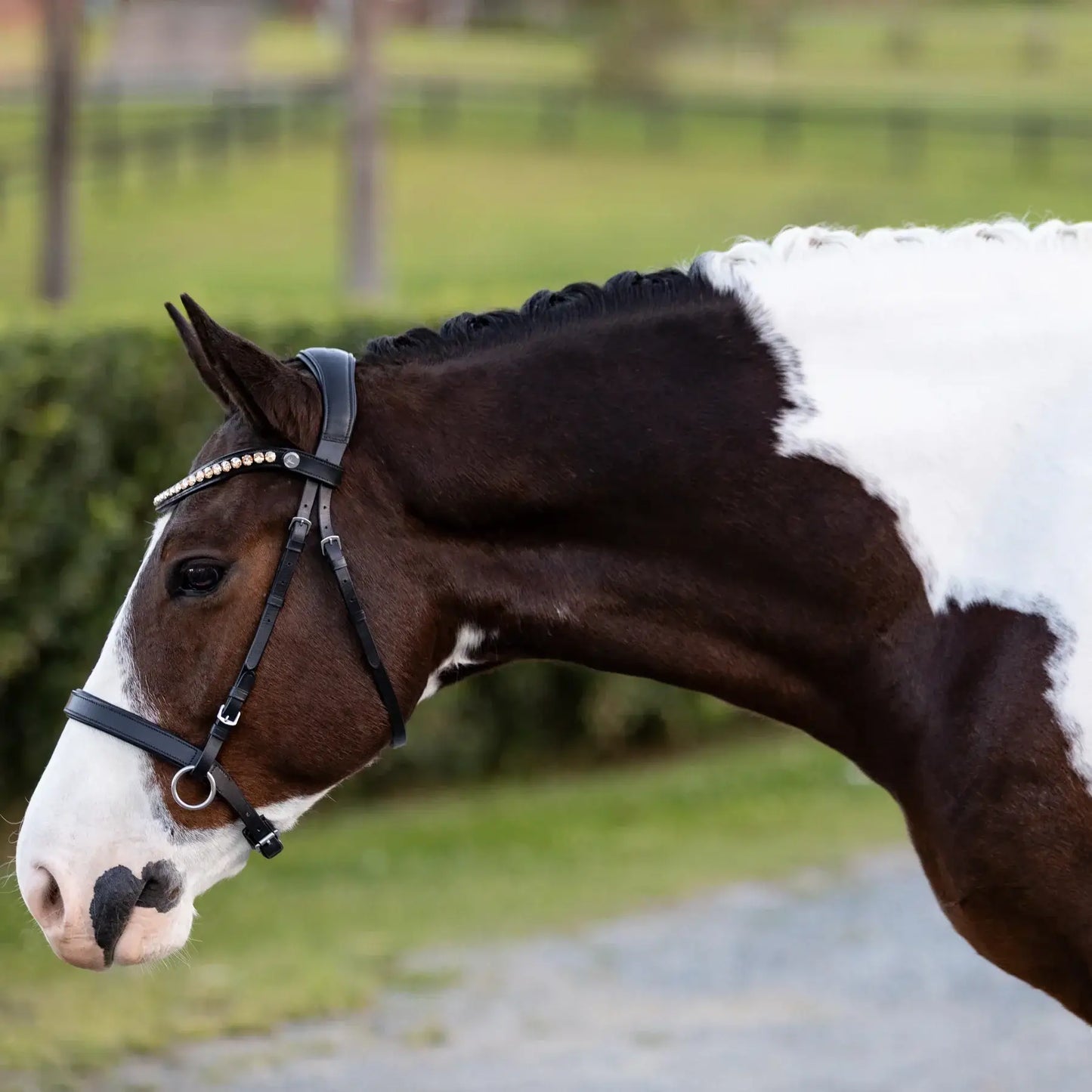 Seline Bitless Bridle featuring elegant browband with amber Austrian crystals on a horse's head.