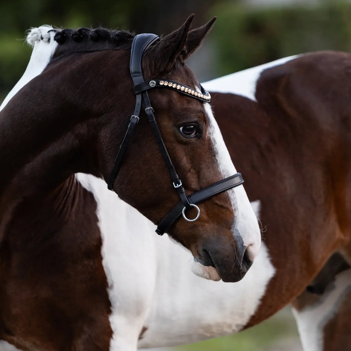 Elegant horse wearing the Seline bitless bridle with amber crystals, showcasing style and comfort.