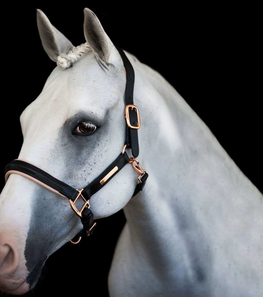 Hollywood Leather Halter