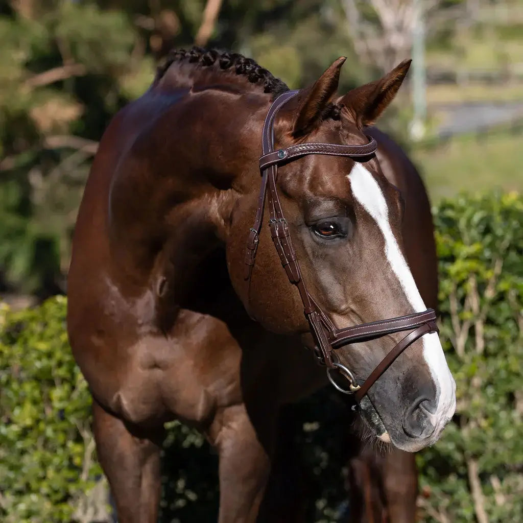 Delaney Snaffle Bridle
