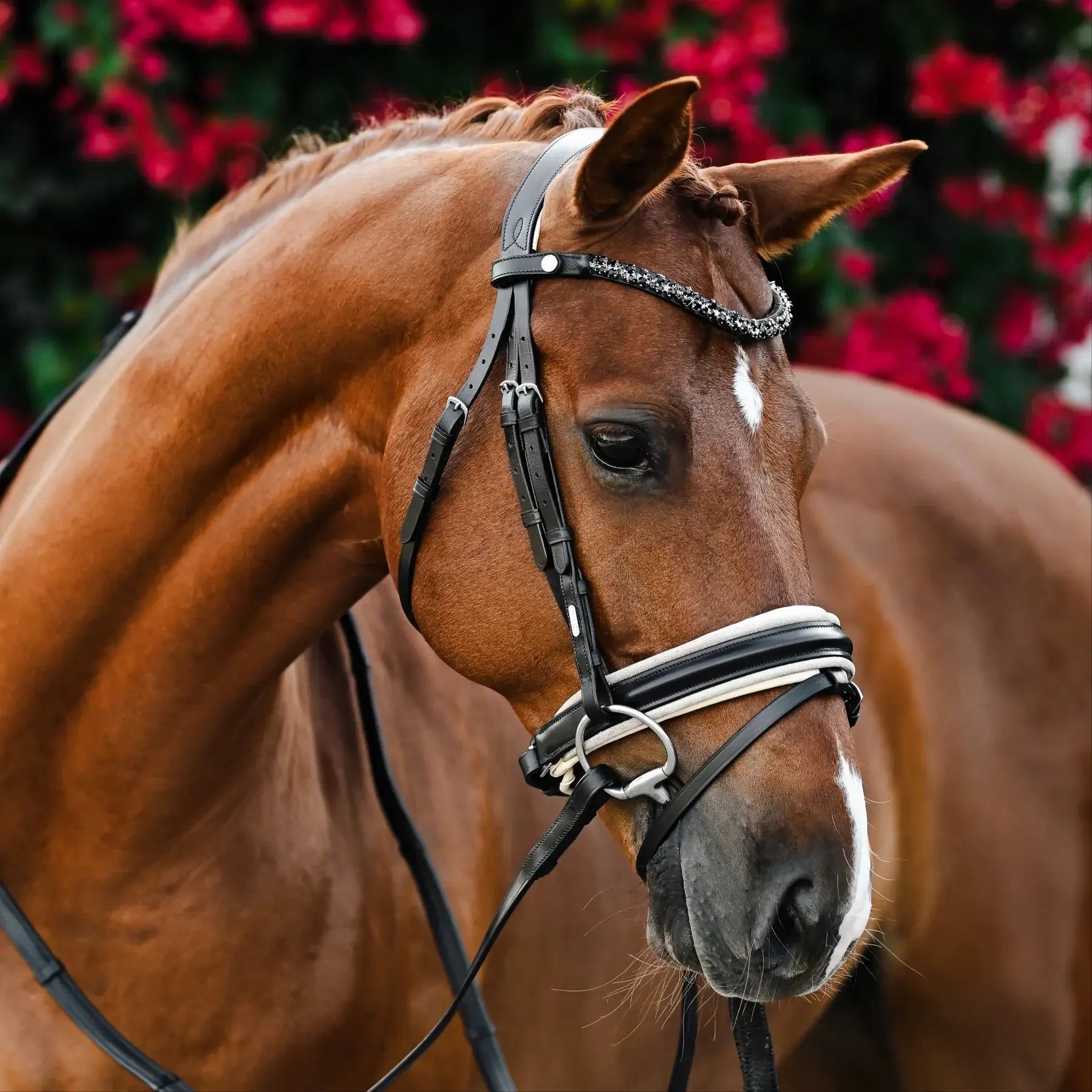 Close-up of a horse wearing the Sibella Hanoverian Bridle with Austrian crystals and elegant black leather.