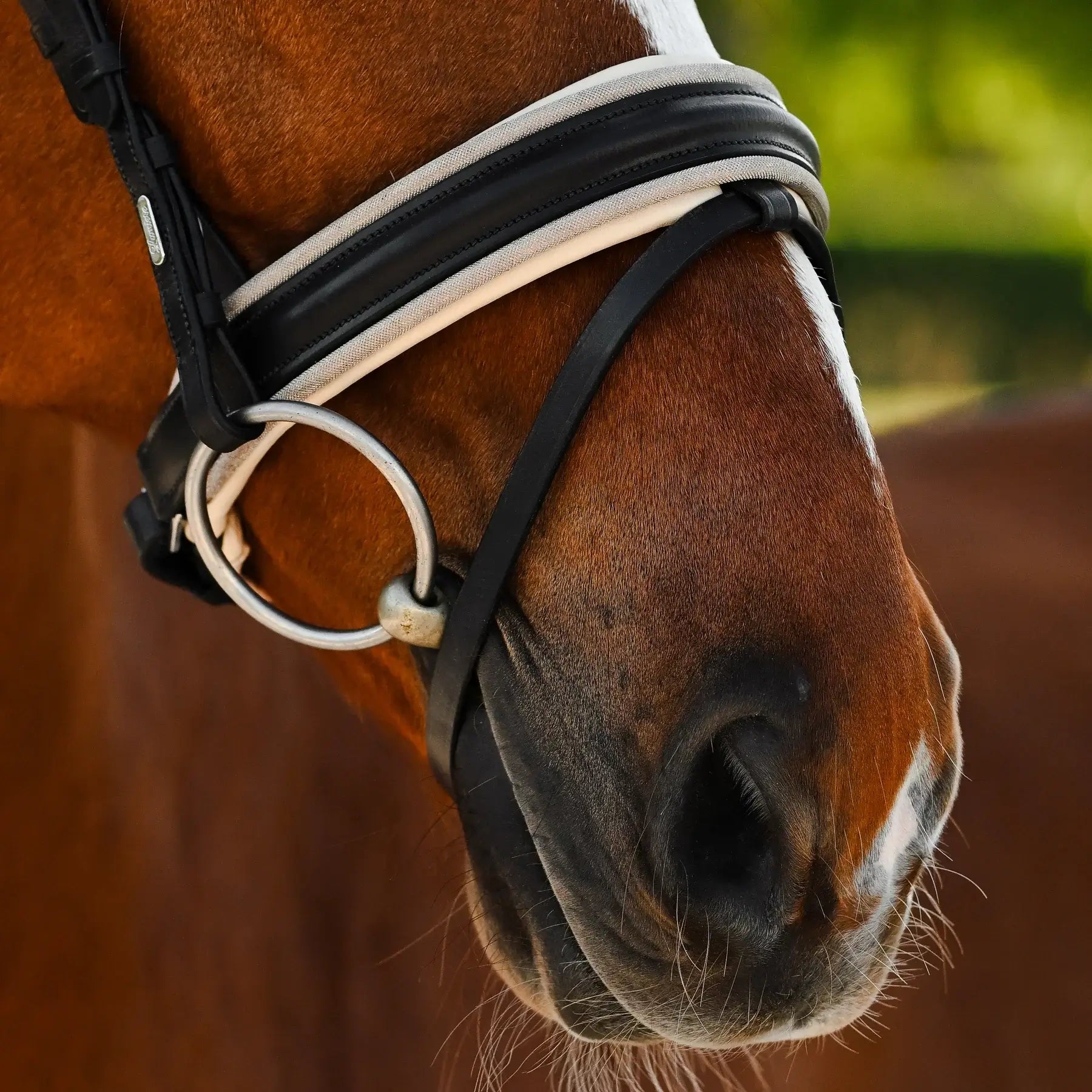 Close-up of a horse wearing a Sibella Hanoverian bridle featuring unique black and cream leather detailing.