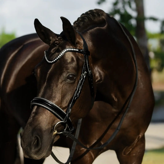 Elegant horse wearing Saphira Cavesson Bridle with crystal browband and glossy noseband in natural setting.