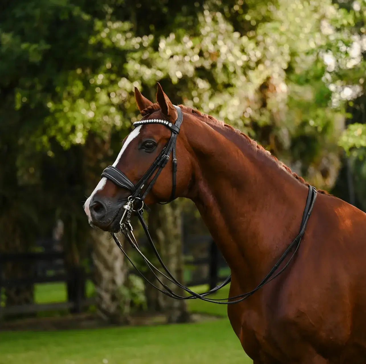 Diva Double Bridle on a chestnut horse, featuring a curved browband with crystals and gel-padded headpiece.
