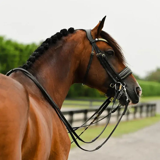 Horse wearing a Delta Double Bridle with a unique gold browband and wide noseband in a scenic outdoor setting.