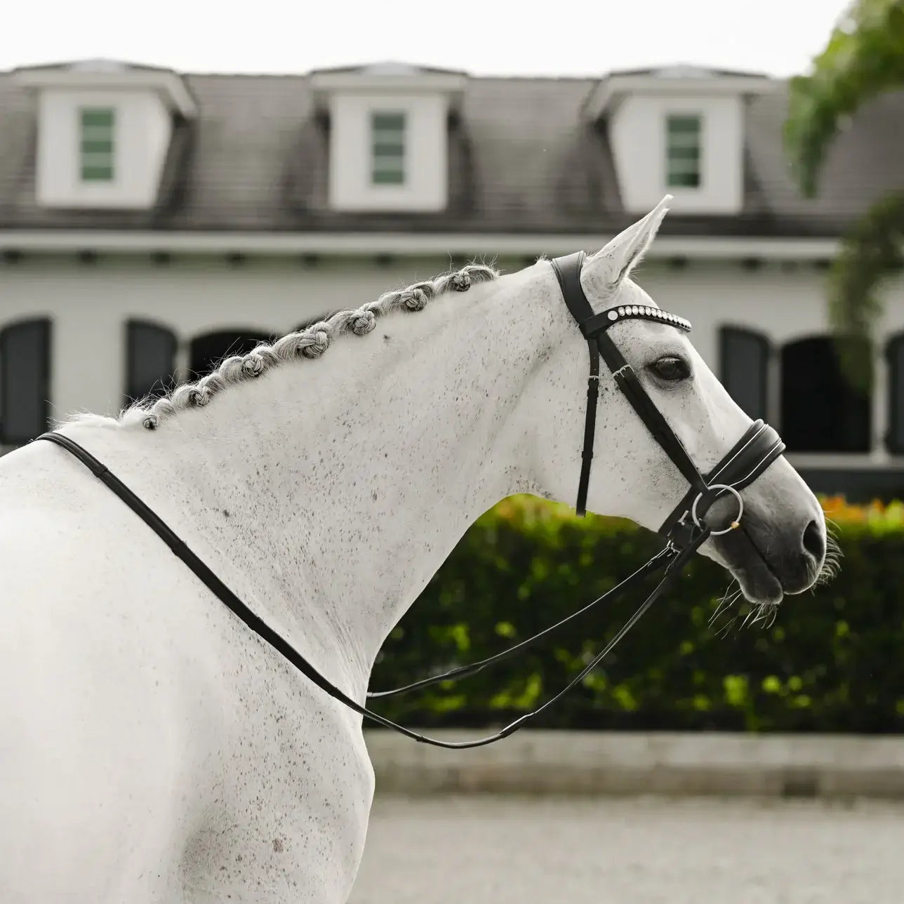 Diva Snaffle Bridle