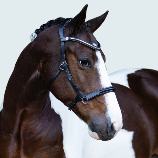 Close-up of a horse wearing a Santiago Bitless Bridle with a silver clincher browband, showcasing elegance and functionality.