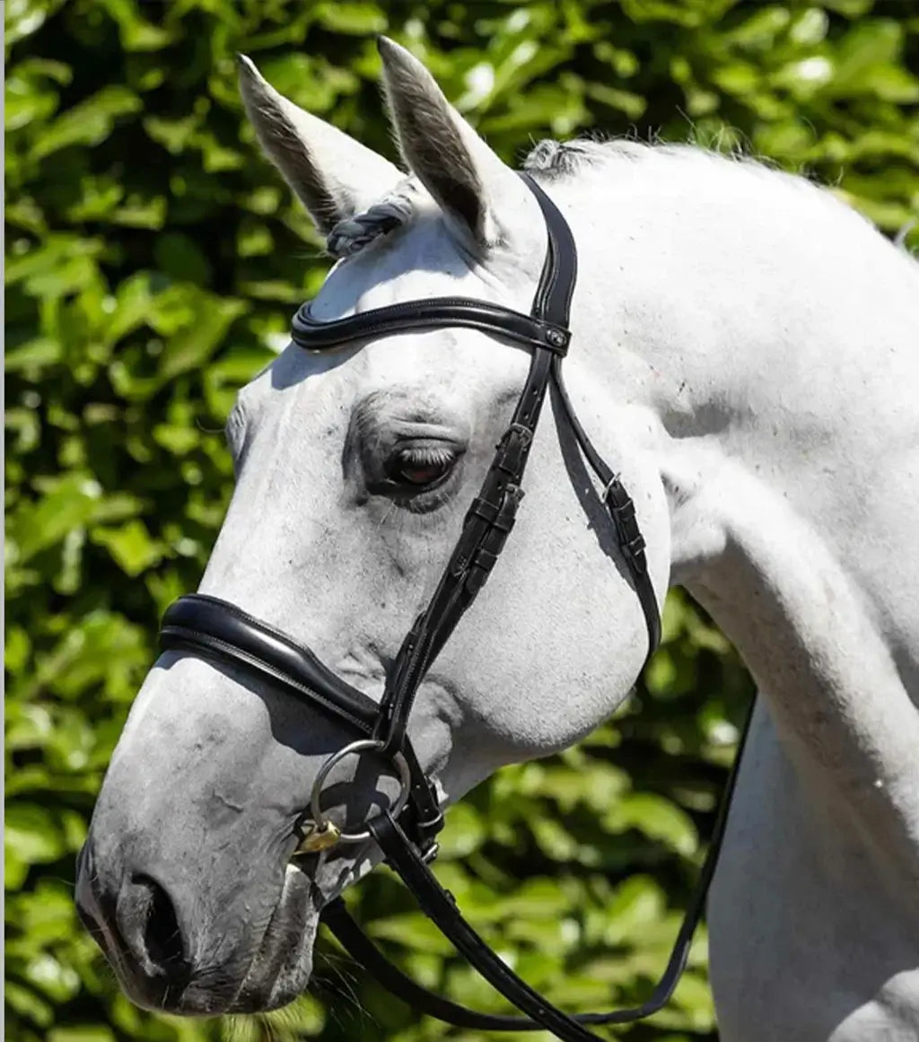 Close-up of a horse wearing a PE Verdura anatomical bridle made from high-quality Italian leather.