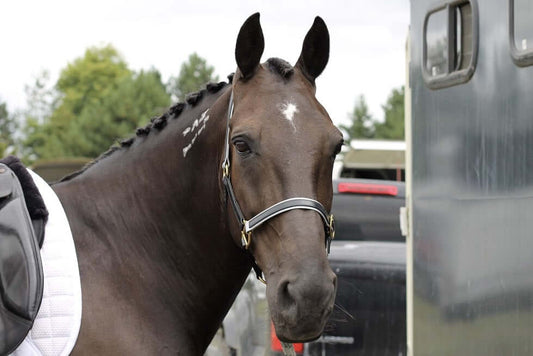 Bitting the Standardbred