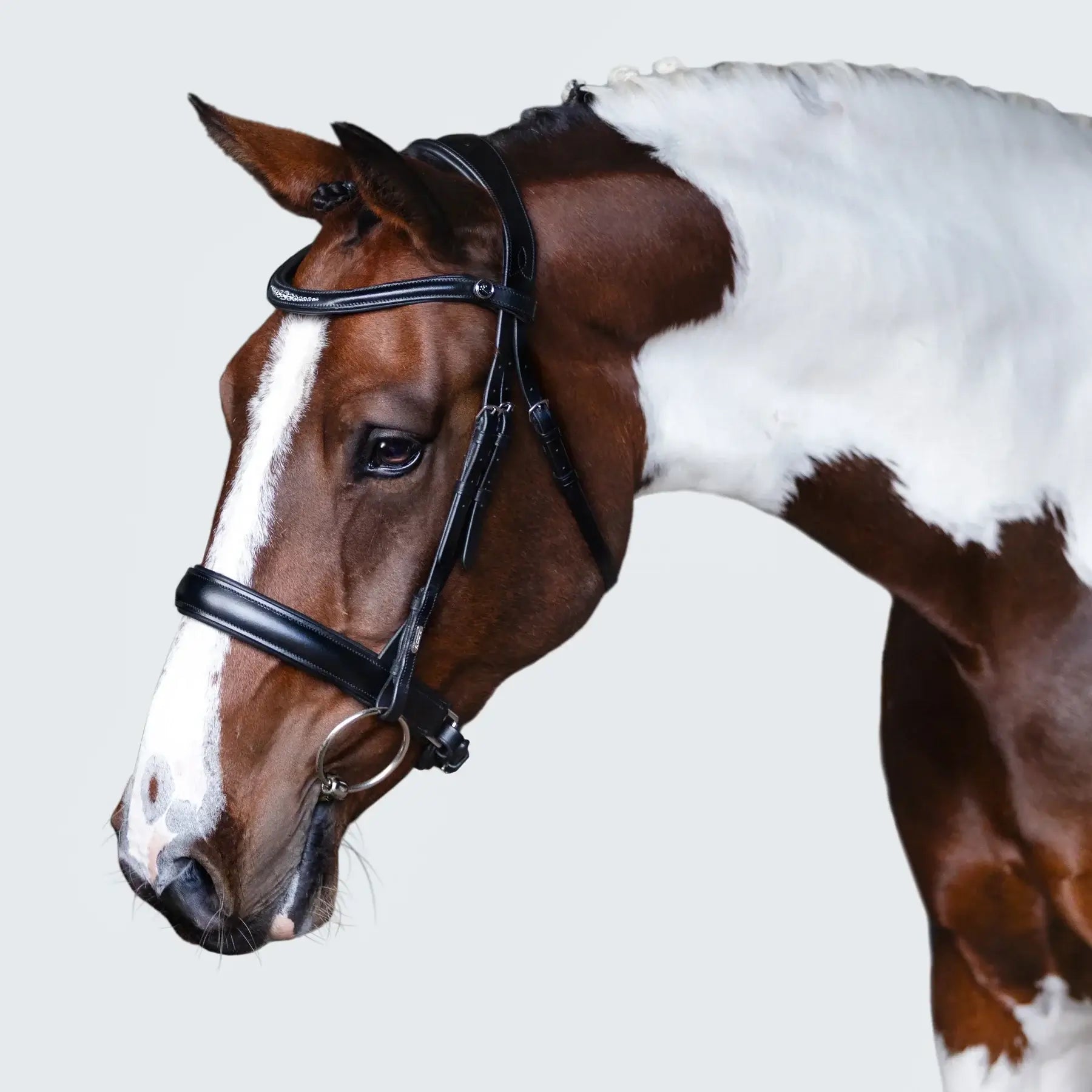 Stella Cavesson Bridle on a brown and white horse, showcasing its classic design and subtle crystal detailing.