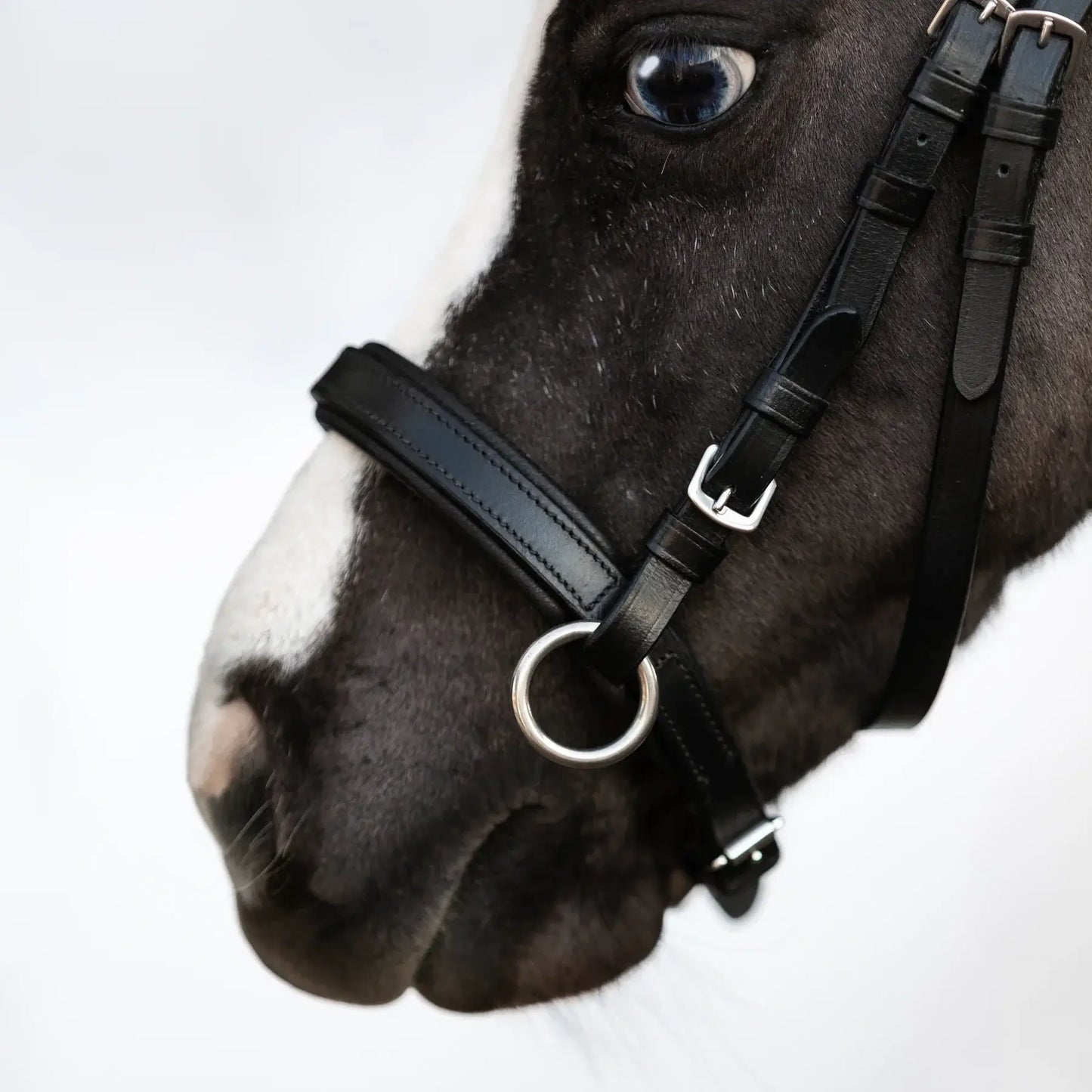 Iddy Biddy Bitless Pony Bridle