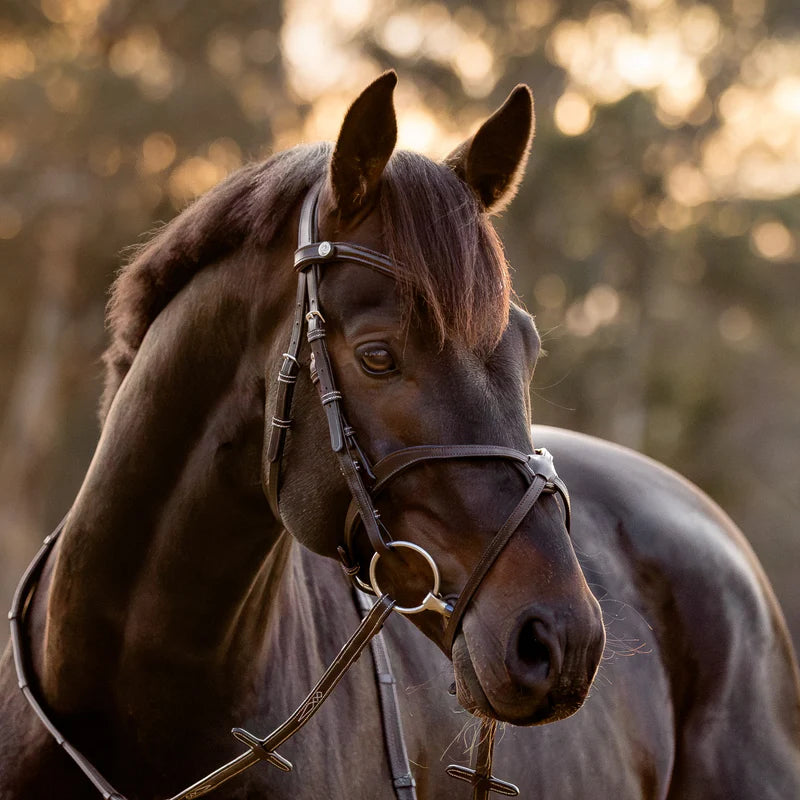 Lumiere Pia Bridle
