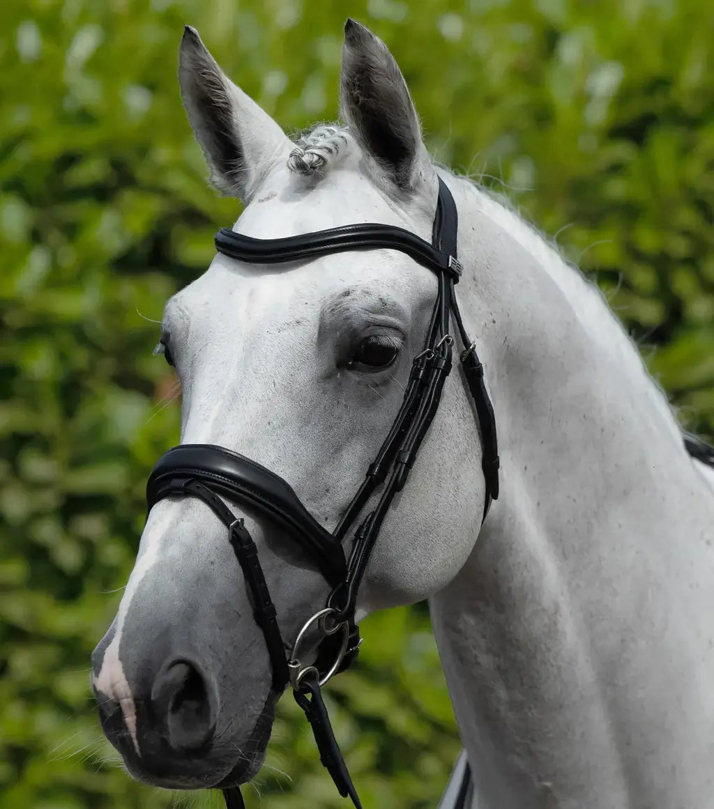 Close-up of a horse wearing a PE Rizzo Bridle, made of high-quality Italian leather for ergonomic comfort.